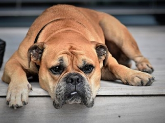 Insuffisance rénale chez le chien